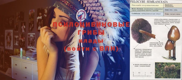 PSILOCYBIN Алзамай